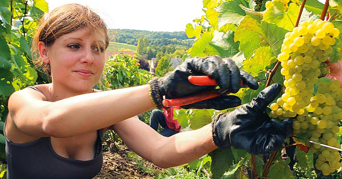 Trabajar en una farm en Australia